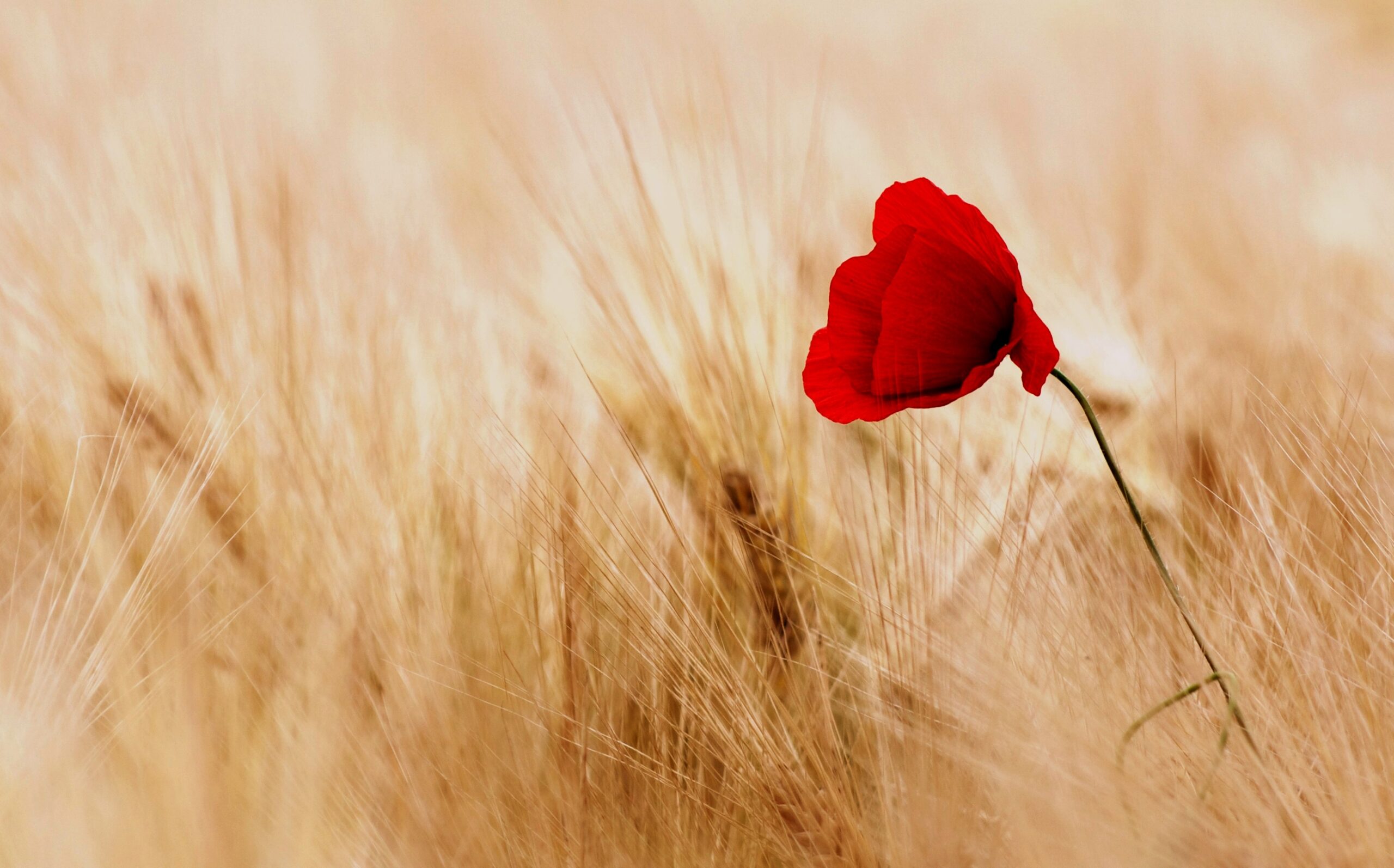 A single red poppy in a field of wheat